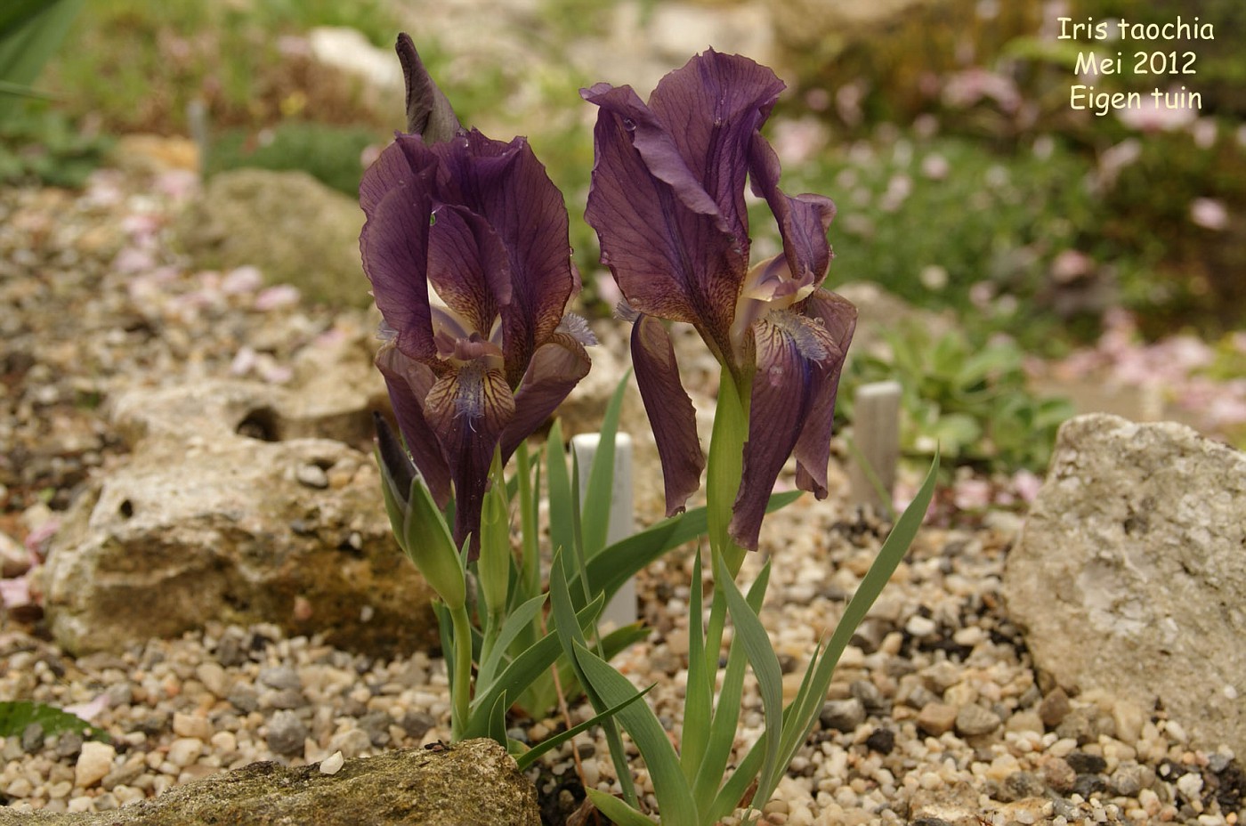 Semis d'Iris Iristaochia-vi